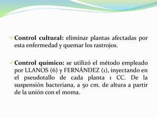 Control cultural: eliminar plantas afectadas por
esta enfermedad y quemar los rastrojos.
Control químico: se utilizó el método empleado
por LLANOS (6) y FERNÁNDEZ (1), inyectando en
el pseudotallo de cada planta 1 CC. De la
suspensión bacteriana, a 50 cm. de altura a partir
de la unión con el moma.
 