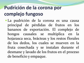 Pudrición de la corona por
complejo fungoso
 La pudrición de la corona es una causa
principal de pérdidas de frutos en los
bananos de exportación. El complejo de
hongos causales se multiplica en la
hojarasca seca, brácteas y los restos florales
de los dedos, los cuales se mueven en la
fruta cosechada y se instalan durante el
desmane y lavado de los frutos en el proceso
de beneficio y empaque.
 