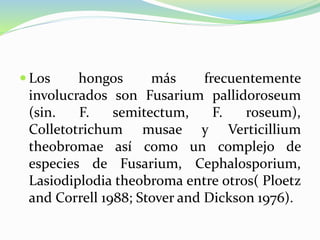  Los hongos más frecuentemente
involucrados son Fusarium pallidoroseum
(sin. F. semitectum, F. roseum),
Colletotrichum musae y Verticillium
theobromae así como un complejo de
especies de Fusarium, Cephalosporium,
Lasiodiplodia theobroma entre otros( Ploetz
and Correll 1988; Stover and Dickson 1976).
 
