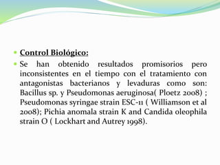  Control Biológico:
 Se han obtenido resultados promisorios pero
inconsistentes en el tiempo con el tratamiento con
antagonistas bacterianos y levaduras como son:
Bacillus sp. y Pseudomonas aeruginosa( Ploetz 2008) ;
Pseudomonas syringae strain ESC-11 ( Williamson et al
2008); Pichia anomala strain K and Candida oleophila
strain O ( Lockhart and Autrey 1998).
 
