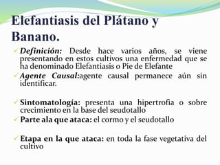 Elefantiasis del Plátano y
Banano.
Definición: Desde hace varios años, se viene
presentando en estos cultivos una enfermedad que se
ha denominado Elefantiasis o Pie de Elefante
Agente Causal:agente causal permanece aún sin
identificar.
Sintomatología: presenta una hipertrofia o sobre
crecimiento en la base del seudotallo
Parte ala que ataca: el cormo y el seudotallo
Etapa en la que ataca: en toda la fase vegetativa del
cultivo
 