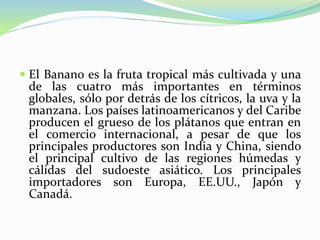  El Banano es la fruta tropical más cultivada y una
de las cuatro más importantes en términos
globales, sólo por detrás de los cítricos, la uva y la
manzana. Los países latinoamericanos y del Caribe
producen el grueso de los plátanos que entran en
el comercio internacional, a pesar de que los
principales productores son India y China, siendo
el principal cultivo de las regiones húmedas y
cálidas del sudoeste asiático. Los principales
importadores son Europa, EE.UU., Japón y
Canadá.
 