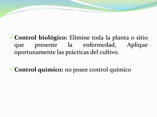 Control biológico: Elimine toda la planta o sitio
que presente la enfermedad, Aplique
oportunamente las prácticas del cultivo.
Control químico: no posee control químico
 