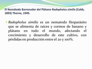 El Nemátode Barrenador del Plátano Radopholus similis (Cobb,
1893) Thorne, 1949.
 Radopholus similis es un nematodo fitoparásito
que se alimenta de raíces y cormos de banano y
plátano en todo el mundo, afectando el
crecimiento y desarrollo de este cultivo, con
pérdidas en producción entre el 20 y 100%.
 