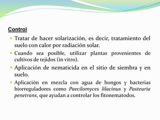 Control
 Tratar de hacer solarización, es decir, tratamiento del
suelo con calor por radiación solar.
 Cuando sea posible, utilizar plantas provenientes de
cultivos de tejidos (in vitro).
 Aplicación de nematicida en el sitio de siembra y en
suelo.
 Aplicación en mezcla con agua de hongos y bacterias
biorreguladores como Paecilomyces lilacinus y Pasteuria
penetrans, que ayudan a controlar los fitonematodos.
 