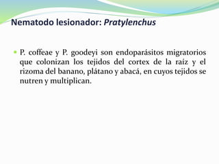 Nematodo lesionador: Pratylenchus
 P. coffeae y P. goodeyi son endoparásitos migratorios
que colonizan los tejidos del cortex de la raíz y el
rizoma del banano, plátano y abacá, en cuyos tejidos se
nutren y multiplican.
 
