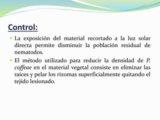 Control:
 La exposición del material recortado a la luz solar
directa permite disminuir la población residual de
nematodos.
 El método utilizado para reducir la densidad de P.
coffeae en el material vegetal consiste en eliminar las
raíces y pelar los rizomas superficialmente quitando el
tejido lesionado.
 