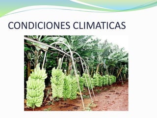 CONDICIONES CLIMATICAS
 