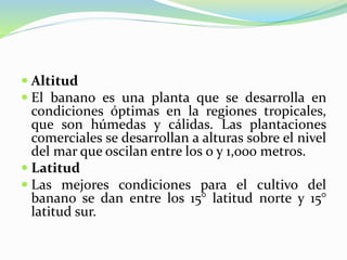  Altitud
 El banano es una planta que se desarrolla en
condiciones óptimas en la regiones tropicales,
que son húmedas y cálidas. Las plantaciones
comerciales se desarrollan a alturas sobre el nivel
del mar que oscilan entre los 0 y 1,000 metros.
 Latitud
 Las mejores condiciones para el cultivo del
banano se dan entre los 15° latitud norte y 15°
latitud sur.
 