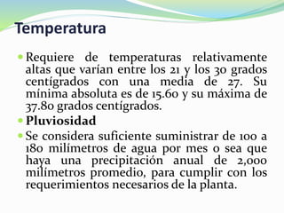 Temperatura
 Requiere de temperaturas relativamente
altas que varían entre los 21 y los 30 grados
centígrados con una media de 27. Su
mínima absoluta es de 15.60 y su máxima de
37.80 grados centígrados.
 Pluviosidad
 Se considera suficiente suministrar de 100 a
180 milímetros de agua por mes o sea que
haya una precipitación anual de 2,000
milímetros promedio, para cumplir con los
requerimientos necesarios de la planta.
 