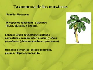 las musáceas (universidad nacional agraria) | PPT