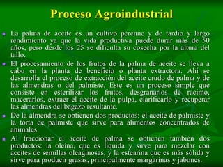 Proceso Agroindustrial
   La palma de aceite es un cultivo perenne y de tardío y largo
    rendimiento ya que la vida productiva puede durar más de 50
    años, pero desde los 25 se dificulta su cosecha por la altura del
    tallo.
   El procesamiento de los frutos de la palma de aceite se lleva a
    cabo en la planta de beneficio o planta extractora. Ahí se
    desarrolla el proceso de extracción del aceite crudo de palma y de
    las almendras o del palmiste. Este es un proceso simple que
    consiste en esterilizar los frutos, desgranarlos de racimo,
    macerarlos, extraer el aceite de la pulpa, clarificarlo y recuperar
    las almendras del bagazo resultante.
   De la almendra se obtienen dos productos: el aceite de palmiste y
    la torta de palmiste que sirve para alimentos concentrados de
    animales.
   Al fraccionar el aceite de palma se obtienen también dos
    productos: la oleína, que es líquida y sirve para mezclar con
    aceites de semillas oleaginosas, y la estearina que es más sólida y
    sirve para producir grasas, principalmente margarinas y jabones.
 