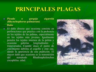 PRINCIPALES PLAGAS
   Picudo        o       gorgojo      cigarrón
    (Rhynchophorus palmarum)
    Daño
   El daño directo que ocasiona consiste en
    perforaciones que practica con la proboscis
    en los tejidos de las palmas, especialmente
    en los tejidos más jóvenes. Igualmente
    penetra los tejidos internos de la palma y
    ocasiona     galerías    longitudinales   y
    transversales. Cuando ataca el punto de
    crecimiento debilita el cogollo y éste cae,
    dando la apariencia de una pudrición. El
    mayor daño que ocasiona es la transmisión
    del      nematodo        Rhadinaphelenchus
    cocophilus. edad.
 