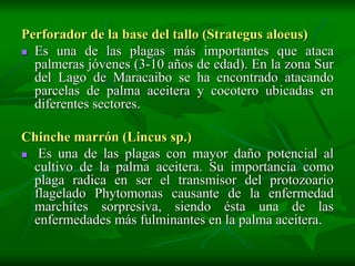 Perforador de la base del tallo (Strategus aloeus)
 Es una de las plagas más importantes que ataca
  palmeras jóvenes (3-10 años de edad). En la zona Sur
  del Lago de Maracaibo se ha encontrado atacando
  parcelas de palma aceitera y cocotero ubicadas en
  diferentes sectores.

Chinche marrón (Lincus sp.)
 Es una de las plagas con mayor daño potencial al
  cultivo de la palma aceitera. Su importancia como
  plaga radica en ser el transmisor del protozoario
  flagelado Phytomonas causante de la enfermedad
  marchites sorpresiva, siendo ésta una de las
  enfermedades más fulminantes en la palma aceitera.
 