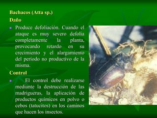 Bachacos (Atta sp.)
Daño
 Produce defoliación. Cuando el
  ataque es muy severo defolia
  completamente       la    planta,
  provocando retardo en su
  crecimiento y el alargamiento
  del período no productivo de la
  misma.
Control
      El control debe realizarse
  mediante la destrucción de las
  madrigueras, la aplicación de
  productos químicos en polvo o
  cebos (tatucitos) en los caminos
  que hacen los insectos.
 