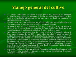 Manejo general del cultivo
   La semilla germinada de palma aceitera puede ser adquirida de empresas
    reconocidas que tengan un programa diflamico de mejoramiento genetico. Esta
    semilla es sembrada inicialmente en un pre-vivero, en donde se mantiene por
    aproximadamente tres meses.
   En esta etapa, las mejores plantulas son seleccionadas para ser transplantadas a un
    vivero, en donde se mantienen por unos 9-11 meses adicionales.
   Después de una selecci6n rigurosa al fmal de la etapa de vivero, las plantas se
    siembran en el campo siguiendo un patr6n de "tres bolillos", en donde carla una
    ocupa la esquina de un triangulo equilatero de nueve metros de lado.
   Bajo buenas practicas agronómicas, las plantas comienzan a producir racimos de
    buen peso alrededor de los d05 y medio alios de edad. A partir de aquí, la
    producción aumenta marcadamente cada alio, hasta alcanzar un máximo a .1os 5-6
    alios. Durante el alio ocurre una variación importante en la cantidad de racimos
    producidos. Generalmente, la producción empieza a aumentar hacia el fmal de la
    estación seca y alcanza el pico durante los primeros meses de la época de lluvias.
    También hay fluctuación en el rendimiento asociado a 105 efectos de diferentes
    tipos de estres sobre la diferenciación del sexo floral. En particular, un fuerte estres
    hídrico afecta la producción unos dos años
   mas tarde. Finalmente, Un tercer cicIo de fluctuación en la producción ocurre carla
    3-4 alios y esta asociado a factores a nivel macro, posiblemente fenómenos
    climáticos como el Nino y La Nifia.
 