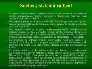Suelos y sistema radical
   Las mejores plantaciones de palma aceitera crecen en suelos en donde no
    existen impedimentos físicos, químicos o biológicos para un buen
    desarrollo del sistema radical.
   Una aeración pobre en el suelo, y una baja fertilidad que cause en la planta
    una nutrición desbalanceada comprometen seriamente la calidad y cantidad
    del sistema radical.
   Una aeración pobre en el suelo puede resultar de la combinación de
    texturas pesadas y baja porosidad gruesa, de la presencia de texturas
    contrastantes en el perfil, de la compactación, 0 de la presencia de un nivel
    freático poco profundo (menor de un metro de profundidad) 0 fluctuante.
   La presencia de estratos gruesos superficiales restringen también el
    desarrollo radical, y debido a su poca capacidad de retención de humedad,
    exponen a la planta a un dafio mayor durante periodos prolongados de
    sequía.
   El sistema radical de la palma aceitera es fibroso, y relativamente
    superficial, con la mayor cantidad de raíces activas dentro de log primeros
    30 cm (Gray, 1968). Unas pocas falces de anclaje salen de la base de la
    planta, pero la mayor parte del sistema se extiende horizontalmente. A
    partir de lag falces primarias, se generan log sistemas secundario, terciario
    y cuatemario. Las falces de tercer y cuarto orden son lag mas importantes
    para la absorción de agua y nutrientes.
 