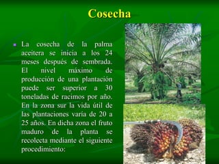Cosecha

   La cosecha de la palma
    aceitera se inicia a los 24
    meses después de sembrada.
    El     nivel    máximo       de
    producción de una plantación
    puede ser superior a 30
    toneladas de racimos por año.
    En la zona sur la vida útil de
    las plantaciones varía de 20 a
    25 años. En dicha zona el fruto
    maduro de la planta se
    recolecta mediante el siguiente
    procedimiento:
 