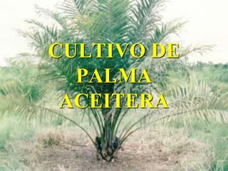 CULTIVO DE
  PALMA
 ACEITERA
 