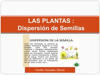 LAS PLANTAS :
Dispersión de Semillas
Familia: Quispe Gonzales
 