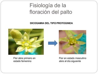 Fisiología de la
floración del palto
DICOGAMIA DEL TIPO PROTOGINEA
Flor abre primero en
estado femenino
Flor en estado masculino
abre al día siguiente
 