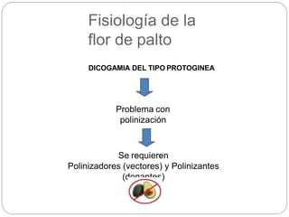 Fisiología de la
flor de palto
DICOGAMIA DEL TIPO PROTOGINEA
Problema con
polinización
Se requieren
Polinizadores (vectores) y Polinizantes
(donantes)
 