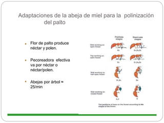 Adaptaciones de la abeja de miel para la polinización
del palto
Flor de palto produce
néctar y polen.
Pecoreadora efectiva
va por néctar o
néctar/polen.
Abejas por árbol ≈
25/min
 