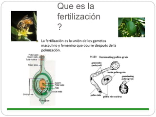 Que es la
fertilización
?
La fertilización es la unión de los gametos
masculino y femenino que ocurre después de la
polinización.
 