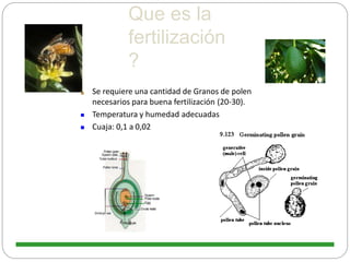 Que es la
fertilización
?
Se requiere una cantidad de Granos de polen
necesarios para buena fertilización (20‐30).
 Temperatura y humedad adecuadas
 Cuaja: 0,1 a 0,02
 