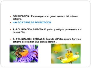 POLINIZACION: Es transportar el grano maduro del polen al
estigma.
 HAY DOS TIPOS DE POLINIZACION
 1.- POLINIZACION DIRECTA: El polen y estigma pertenecen a la
misma Flor.
 2.- POLINIZACION CRUZADA: Cuando el Polen de una flor va al
estigma de otra flor. ( Es el mas común ).
 