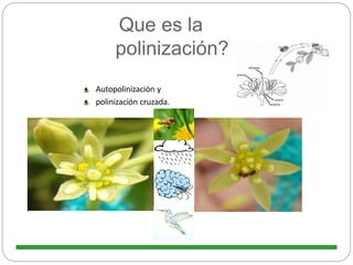 Que es la
polinización?
Autopolinización y
polinización cruzada.
 