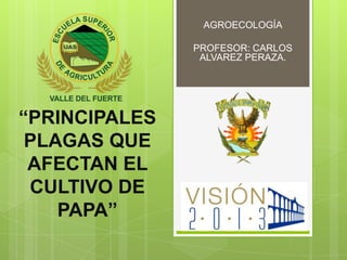 AGROECOLOGÍA

               PROFESOR: CARLOS
                ALVAREZ PERAZA.




“PRINCIPALES
 PLAGAS QUE
 AFECTAN EL
 CULTIVO DE
    PAPA”
 