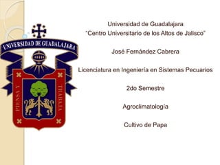 Universidad de Guadalajara
“Centro Universitario de los Altos de Jalisco”
José Fernández Cabrera
Licenciatura en Ingeniería en Sistemas Pecuarios
2do Semestre
Agroclimatología
Cultivo de Papa
 