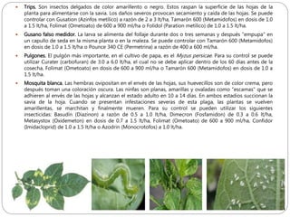 Cultivo de papa | PPTX
