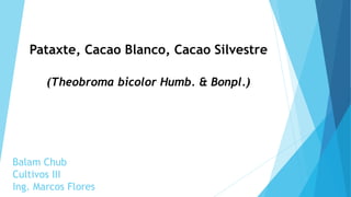 Balam Chub
Cultivos III
Ing. Marcos Flores
Pataxte, Cacao Blanco, Cacao Silvestre
(Theobroma bicolor Humb. & Bonpl.)
 