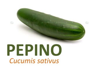 PEPINO Cucumissativus 