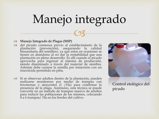 cultivo de piña.pptx