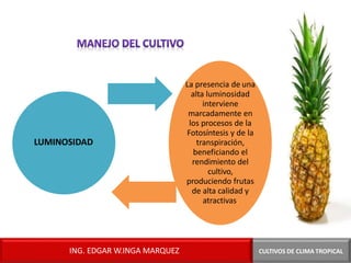 LUMINOSIDAD
CULTIVOS DE CLIMA TROPICAL
La presencia de una
alta luminosidad
interviene
marcadamente en
los procesos de la
Fotosíntesis y de la
transpiración,
beneficiando el
rendimiento del
cultivo,
produciendo frutas
de alta calidad y
atractivas.
ING. EDGAR W.INGA MARQUEZ
 