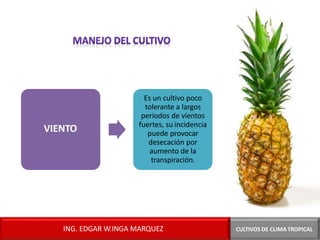 VIENTO
Es un cultivo poco
tolerante a largos
periodos de vientos
fuertes, su incidencia
puede provocar
desecación por
aumento de la
transpiración.
CULTIVOS DE CLIMA TROPICAL
ING. EDGAR W.INGA MARQUEZ
 