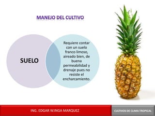 SUELO
CULTIVOS DE CLIMA TROPICAL
Requiere contar
con un suelo
franco limoso,
aireado bien, de
buena
permeabilidad y
drenaje pues no
resiste el
encharcamiento.
ING. EDGAR W.INGA MARQUEZ
 