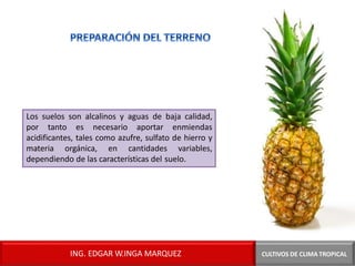 Los suelos son alcalinos y aguas de baja calidad,
por tanto es necesario aportar enmiendas
acidificantes, tales como azufre, sulfato de hierro y
materia orgánica, en cantidades variables,
dependiendo de las características del suelo.
CULTIVOS DE CLIMA TROPICAL
ING. EDGAR W.INGA MARQUEZ
 