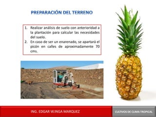 1. Realizar análisis de suelo con anterioridad a
la plantación para calcular las necesidades
del suelo.
2. En caso de ser un enarenado, se apartará el
picón en calles de aproximadamente 70
cms.
CULTIVOS DE CLIMA TROPICAL
ING. EDGAR W.INGA MARQUEZ
 