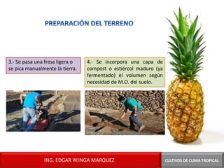 3.- Se pasa una fresa ligera o
se pica manualmente la tierra.
4.- Se incorpora una capa de
compost o estiércol maduro (ya
fermentado) el volumen según
necesidad de M.O. del suelo.
CULTIVOS DE CLIMA TROPICAL
ING. EDGAR W.INGA MARQUEZ
 