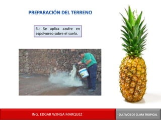 5.- Se aplica azufre en
espolvoreo sobre el suelo.
CULTIVOS DE CLIMA TROPICAL
ING. EDGAR W.INGA MARQUEZ
 