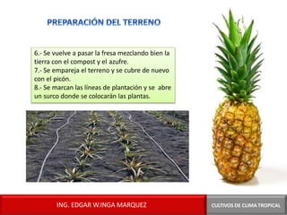 6.- Se vuelve a pasar la fresa mezclando bien la
tierra con el compost y el azufre.
7.- Se empareja el terreno y se cubre de nuevo
con el picón.
8.- Se marcan las líneas de plantación y se abre
un surco donde se colocarán las plantas.
CULTIVOS DE CLIMA TROPICAL
ING. EDGAR W.INGA MARQUEZ
 