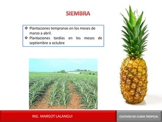 ❖ Plantaciones tempranas en los meses de
marzo a abril.
❖ Plantaciones tardías en los meses de
septiembre a octubre
ING. MARGOT LALANGUI CULTIVOS DE CLIMA TROPICAL
 