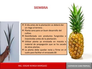 ❖ El día antes de la plantación se deberá dar
un riego al terreno .
❖ Planta sana para un buen desarrollo del
cultivo.
❖ Desinfectada con productos fungicidas e
insecticidas antes de la plantación.
❖ Utilizar planta ya enraizada en maceta o
material de propagación que se ha sacado
de otras plantas.
❖ La planta debe quedar recta y firme en el
suelo para facilitar el enraizado.00
CULTIVOS DE CLIMA TROPICAL
ING. EDGAR W.INGA MARQUEZ
 