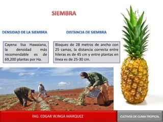 Cayena lisa Hawaiana,
la densidad más
recomendable es de
69,200 plantas por Ha.
Bloques de 28 metros de ancho con
25 camas, la distancia correcta entre
hileras es de 45 cm y entre plantas en
línea es de 25-30 cm.
CULTIVOS DE CLIMA TROPICAL
ING. EDGAR W.INGA MARQUEZ
 