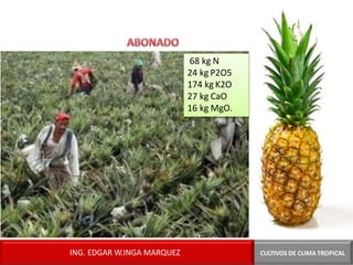 68 kg N
24 kg P2O5
174 kg K2O
27 kg CaO
16 kg MgO.
CULTIVOS DE CLIMA TROPICAL
ING. EDGAR W.INGA MARQUEZ
 