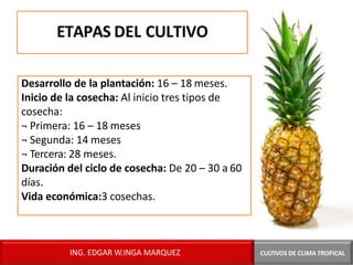 ETAPAS DEL CULTIVO
Desarrollo de la plantación: 16 – 18 meses.
Inicio de la cosecha: Al inicio tres tipos de
cosecha:
¬ Primera: 16 – 18 meses
¬ Segunda: 14 meses
¬ Tercera: 28 meses.
Duración del ciclo de cosecha: De 20 – 30 a 60
días.
Vida económica:3 cosechas.
CULTIVOS DE CLIMA TROPICAL
ING. EDGAR W.INGA MARQUEZ
 